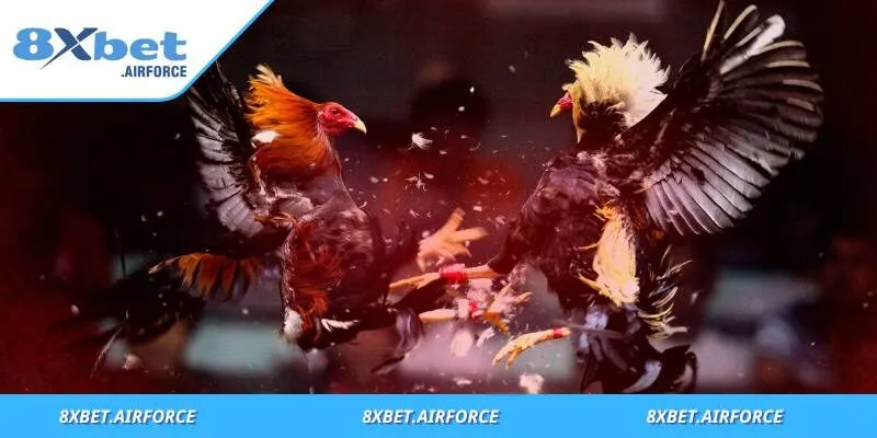 Đá Gà Trực Tiếp Thomo - Trải Nghiệm Giải Trí Đỉnh Cao Châu Á 3 Khám phá các sảnh game đá gà Thomo với trải nghiệm đa dạng
