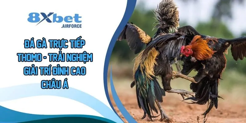 Đá gà trực tiếp Thomo